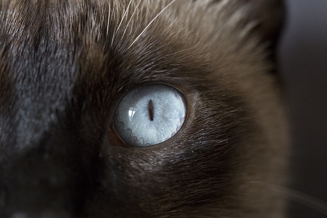 Occhi di gatto